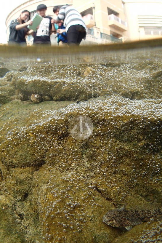 柏麗灣碼頭背景，一群學生正檢視他們的發現，一條鰕虎魚躲於石隙中，水中眾多泡泡是由藻類所造成的。