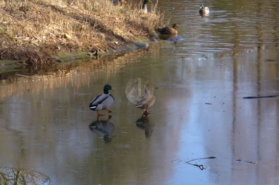 小鴨們在結冰的小湖上走，好搞笑。