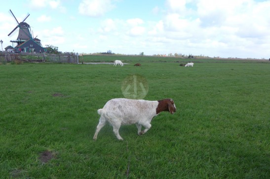 在荷蘭風車村見到，於草地上優哉悠哉的羊。