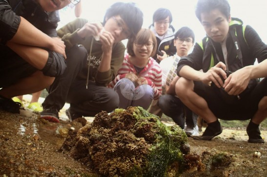 同學仔近距離觀察石上眾多的螺卵團。