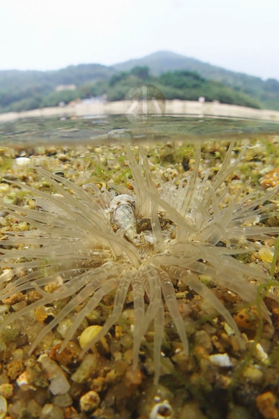 潮間生活的海葵，週邊有眾多的螺。