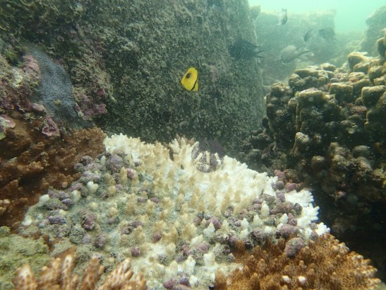 白化加上核螺的侵食，這大片桌形珊瑚正步向死亡。